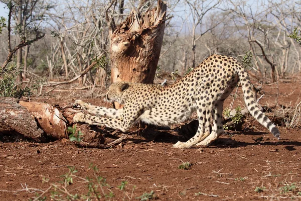 Acinonyx jubatus gepárd — Stock Fotó