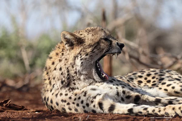 Çita, acinonyx jubatus — Stok fotoğraf