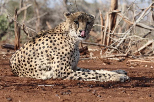 Acinonyx jubatus gepárd — Stock Fotó