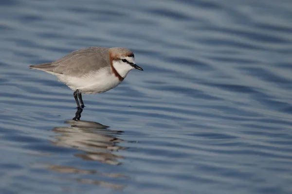 Chorlo de bandas castaño, pallidus de Charadrius —  Fotos de Stock