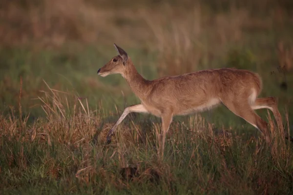 Reedbuck Comum ou do Sul, Redunca arundinum — Fotografia de Stock