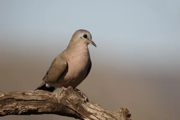 Szmaragd zauważył drewna dove, Turtur chalcospilos — Zdjęcie stockowe