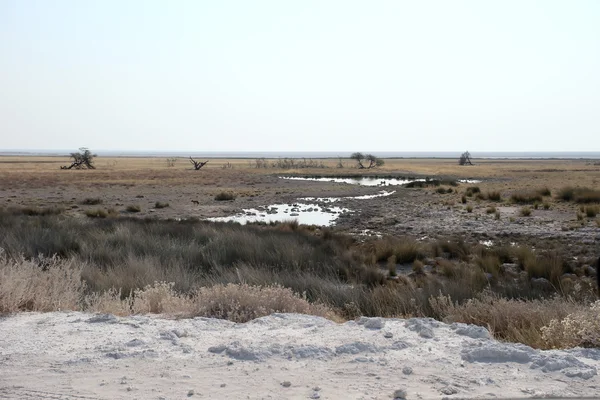 Etosha National Park, Namibia — Stockfoto