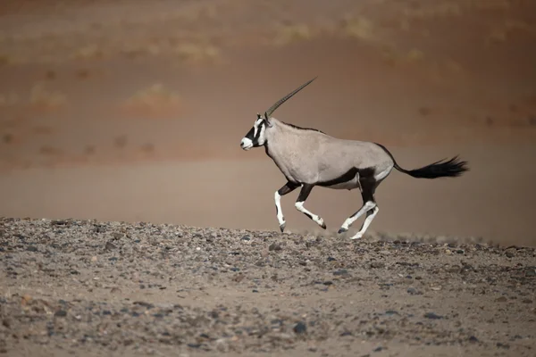 Gemsbock, Oryx gazella — Stockfoto