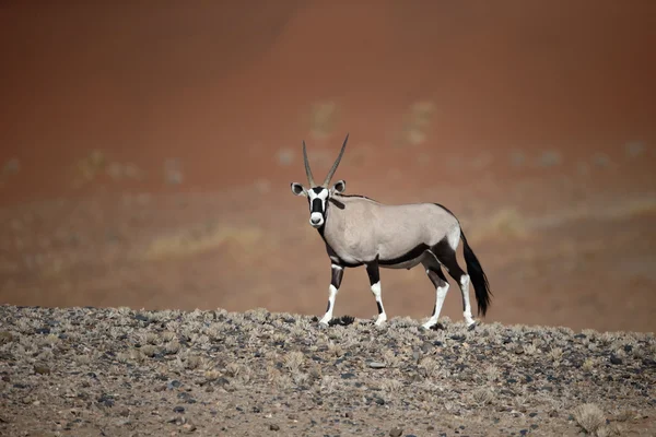 Gemsbock, Oryx gazella — Stockfoto