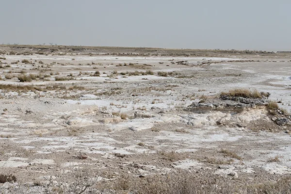 Etosha National Park, Namibia — Stockfoto