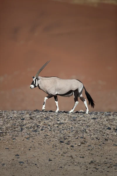 Órix, Oryx gazella — Fotografia de Stock