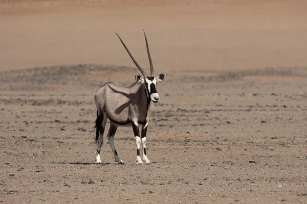 Gemsbok, Oryx gazella — Foto de Stock