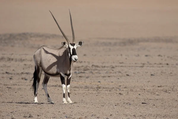 Órix, Oryx gazella — Fotografia de Stock
