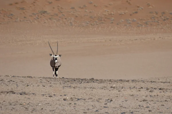 Orice gazzella, Oryx gazella — Foto Stock