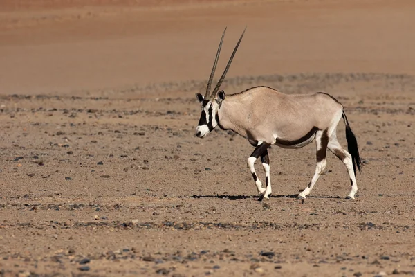 Gemsbok, Oryx gazella — Foto de Stock