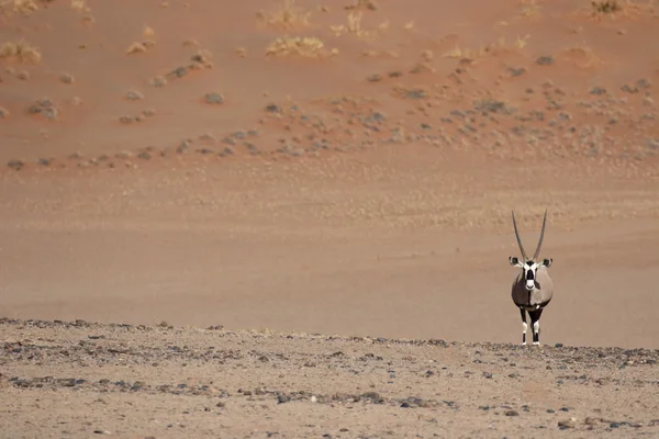 Gemsbok, Oryx gazella — Stok fotoğraf