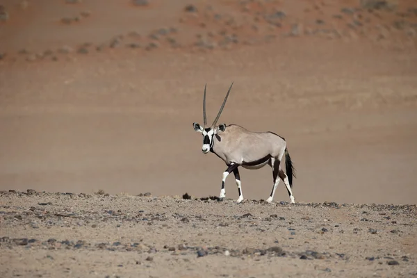 Gemsbok, Oryx gazella — Foto de Stock