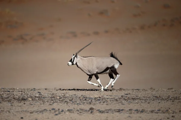 Órix, Oryx gazella — Fotografia de Stock