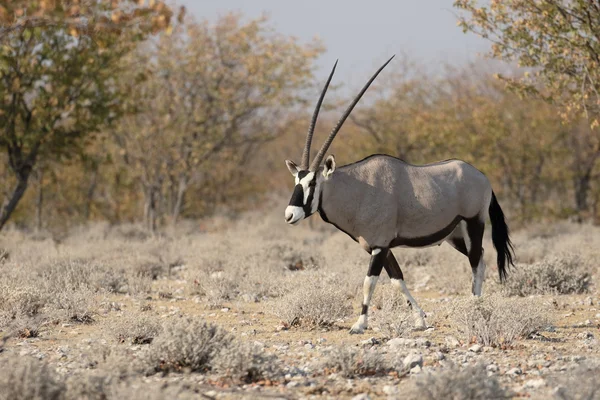 Gemsbok, 오릭스 gazella — 스톡 사진