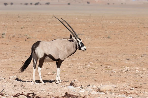 Gemsbok, Oryx gazella — Stok fotoğraf