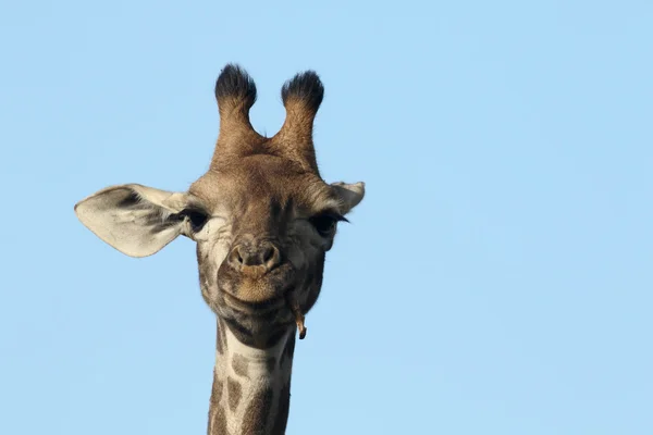 Giraffe, Giraffa camelopardalis — Stockfoto