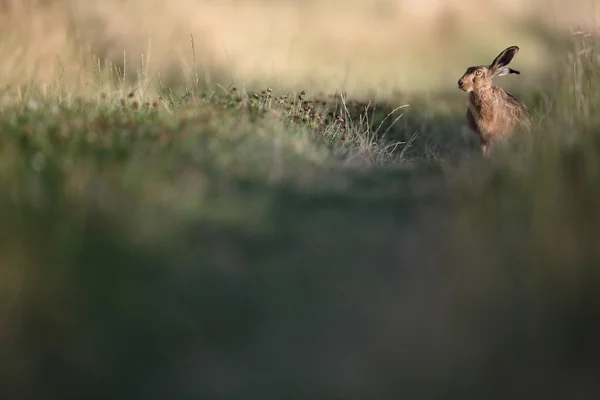 茶色のノウサギ、europaeus ストック画像