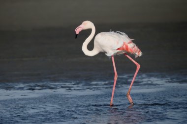 büyük flamingo, phoenicopterus ruber