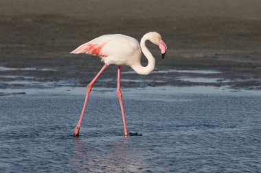 büyük flamingo, phoenicopterus ruber