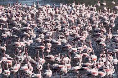 büyük flamingo, phoenicopterus ruber