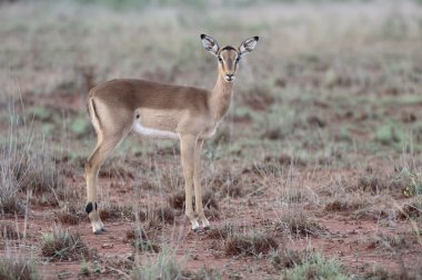 Impala, Aeplyceros melampus