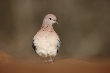 Gülme ya da avuç içi güvercin, Streptopelia senegalensis,