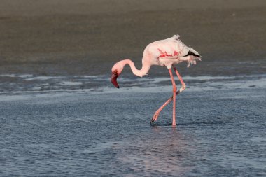 Küçük Flamingo, Phoenicopterus minor 