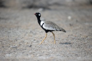 Kuzey siyah-korhaan, Afrotis afraoid