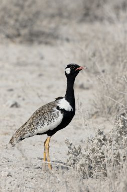 Kuzey siyah-korhaan, Afrotis afraoid
