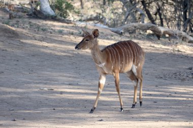 Nyala, yayılım gösterir: angasii