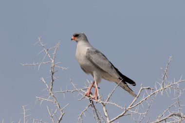 Soluk-çakır, ilahi Melierax canorus