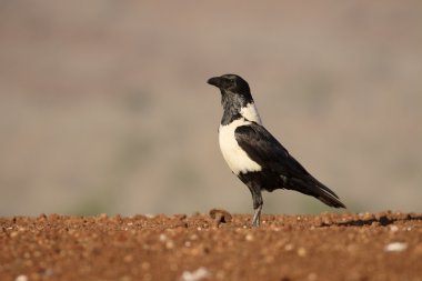 Alaca karga, Corvus albus