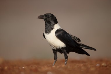 Alaca karga, Corvus albus