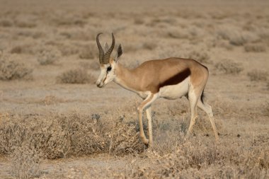 Springbok, Antidorcas marsupialis