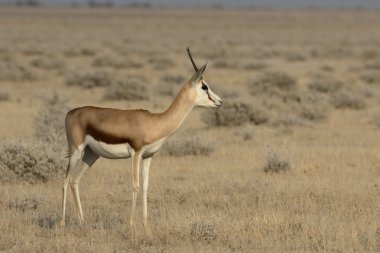 Springbok, Antidorcas marsupialis