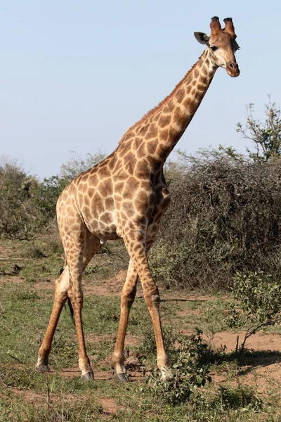 Giraffe, Giraffa camelopardalis — Stock Photo, Image