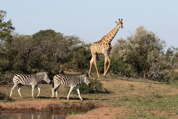Giraff, giraffa camelopardalis — Stockfoto