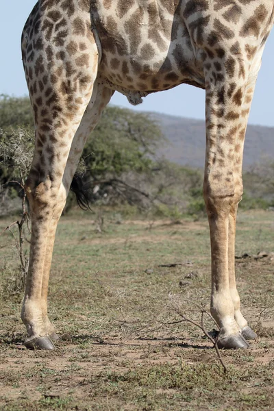 Giraff, giraffa camelopardalis — Stockfoto