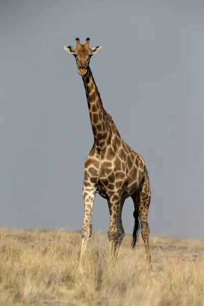 Zsiráf, giraffa camelopardalis — Stock Fotó