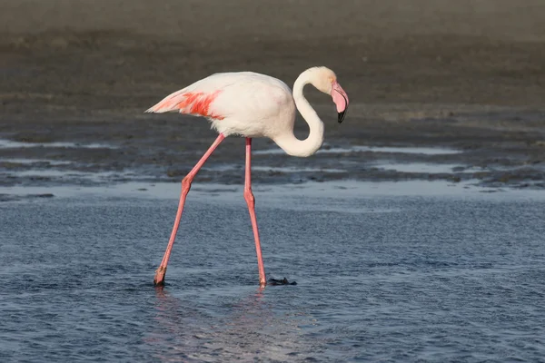 Büyük flamingo, phoenicopterus ruber — Stok fotoğraf