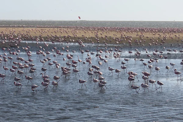 Großer Flamingo, Phoenicopterus ruber — Stockfoto