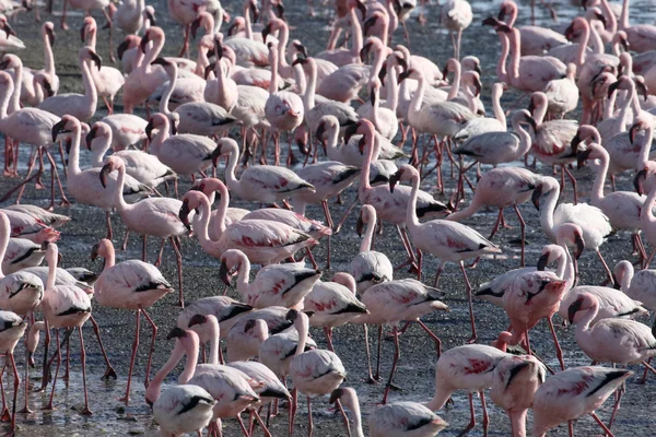 Großer Flamingo, Phoenicopterus ruber — Stockfoto