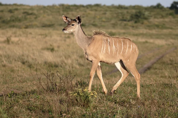 Cudo, Tragelaphus strepsiceros — Fotografia de Stock