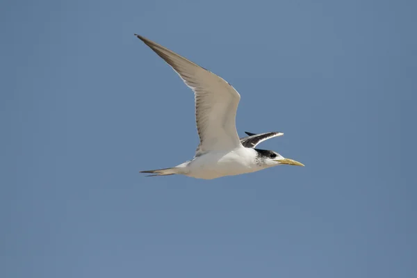 Tern de crista superior, Thalasseus bergi — Fotografia de Stock