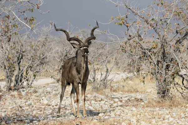 Greater kudu, Tragelaphus strepsiceros — Stock Photo, Image