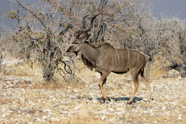 Büyük Kudu, yayılım gösterir: strepsiceros — Stok fotoğraf