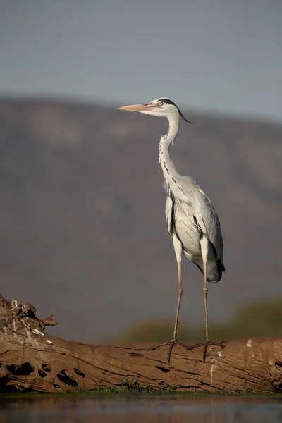 Grijze reiger, Ardea cinerea — Stockfoto