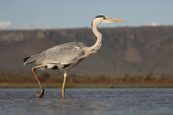 Volavka šedá, Ardea cinerea — Stock fotografie