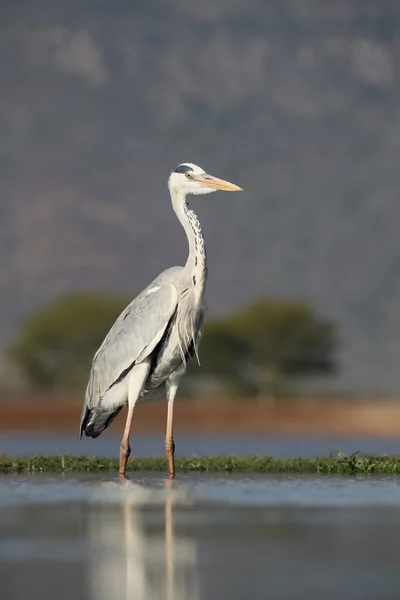 Héron gris, Ardea cinerea — Photo